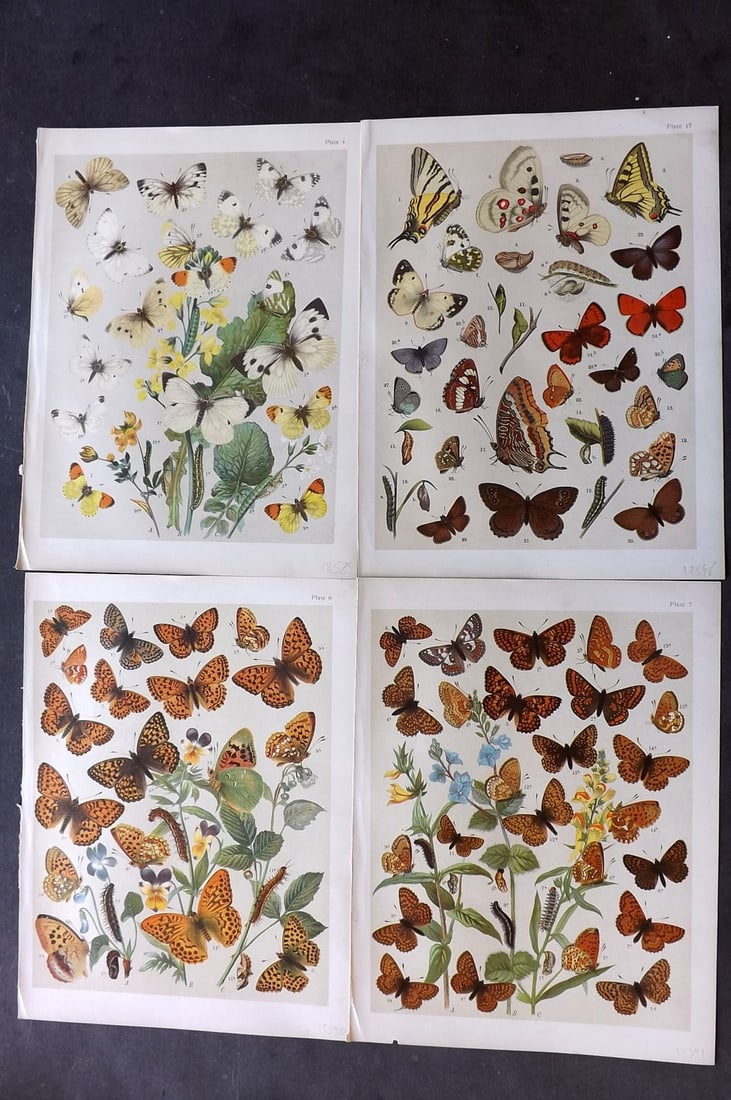 Kirby, William 1903 Lot of 4 Antique Butterfly Prints: Chromolithograph Published 1903, London for "The Butterflies and Moths of Europe" by W. F. Kirby. With accompanying descriptive text sheet. Paper Size: 10.5 x 8 inch (27 x 20cm) Good Condition