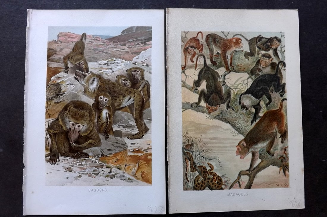 Lydekker, Richard 1896 Pair of Prints. Monkeys (1 of 2)