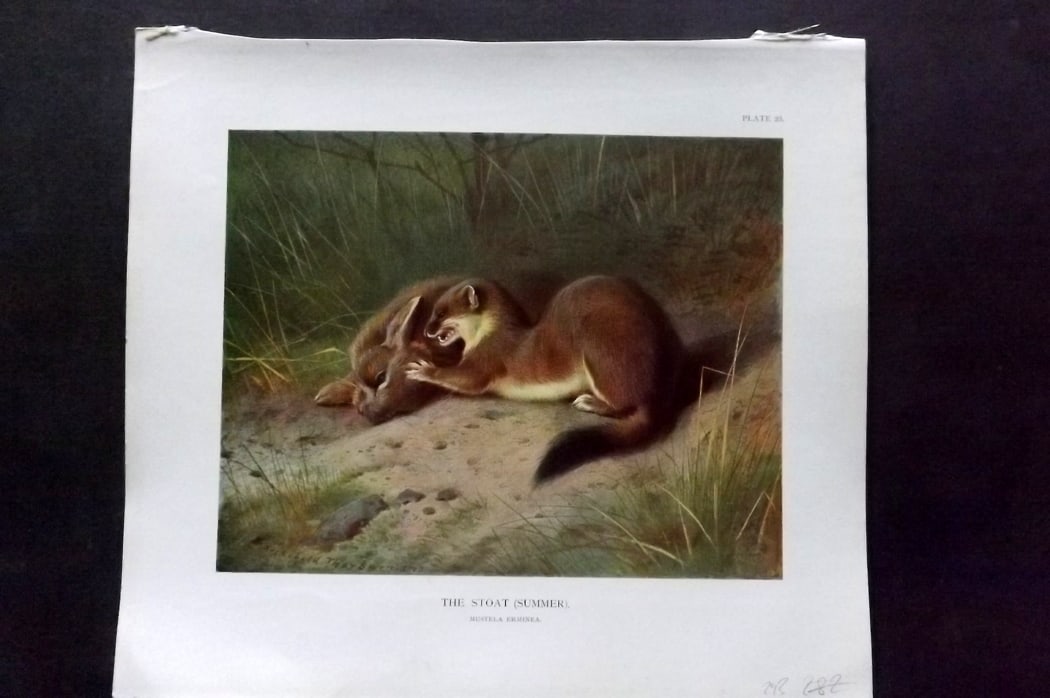 Millais, John 1904 Rare Folio Print. Stoat - Summer (1 of 1)