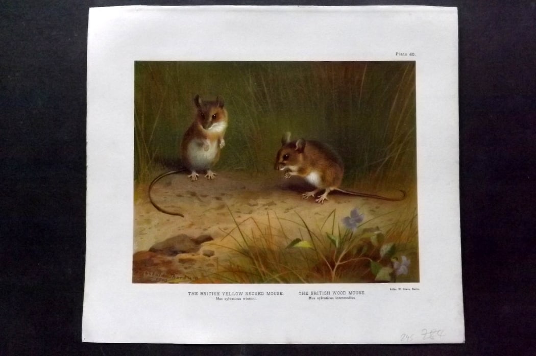 Millais, John 1904 Rare Folio Print. Mice - Yellow Necked & British Wood Mouse: Folio Chromolithograph Published 1904, London for "The Mammals of Great Britain and Ireland" by John Guille Millais. Illustrated by Archibald Thorburn, George Lodge and the Author. Rare - Limited Edit
