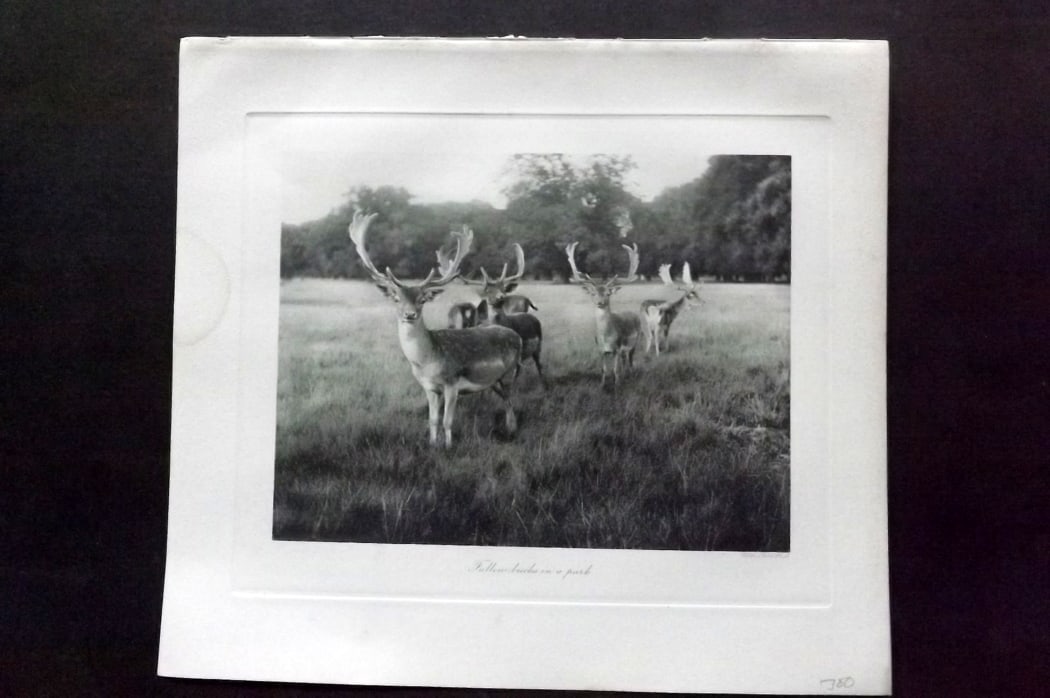 Millais, John 1904 Rare Folio Print. Deer - Fallow bucks in a Park: Folio Photogravure Published 1904, London for "The Mammals of Great Britain and Ireland" by John Guille Millais. Illustrated by Archibald Thorburn, George Lodge and the Author. Rare - Limited Edition 