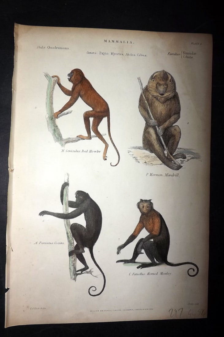 Richardson, John 1862 Hand Col Print. Red Howler, Mandrill, Coaiti, Horned Monkey 02: Hand Colored Steel Engraving/Etching Published 1859-62 by William Mackenzie, Edinburgh & London for "The Museum of Natural History" by John Richardson. Paper Size: 10.5 x 7 inch (27 x 18cm) Some tonin
