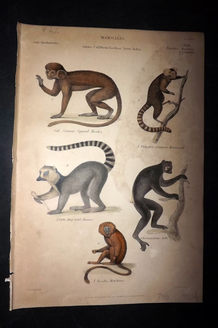 Richardson, John 1862 Hand Col Print. Squirrel Monkey, Marmozet, Macauco, Marmozet 03 (1 of 1)