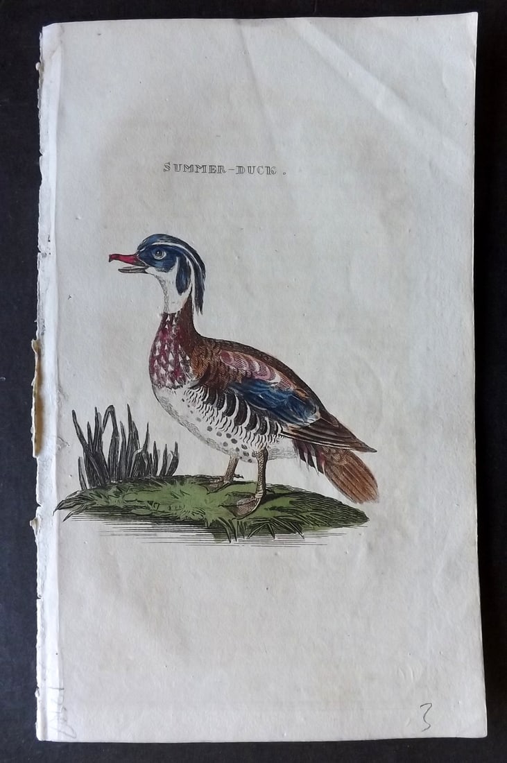 Brightly (Pub) 1815 Hand Coloured Bird Print. Summer Duck (1 of 1)