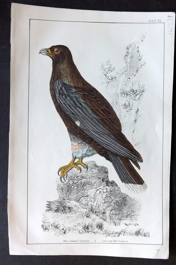 Goldsmith C1850 Hand Col Bird Print. New Zealand Caracara 20: Hand Colored Etching/Engraving Published C1850 by A. Fullarton & Co., London for "A History of the Earth and Animated Nature" by Oliver Goldsmith. Paper Size: 10 x 6 inch (25 x 16cm) Good Condition