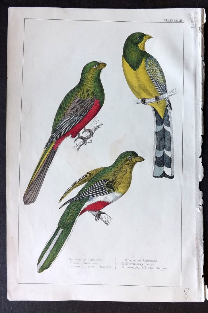 Goldsmith C1850 Hand Col Bird Print. Couroucoui 37: Hand Colored Etching/Engraving Published C1850 by A. Fullarton & Co., London for "A History of the Earth and Animated Nature" by Oliver Goldsmith. Paper Size: 10 x 6 inch (25 x 16cm) Good Condition
