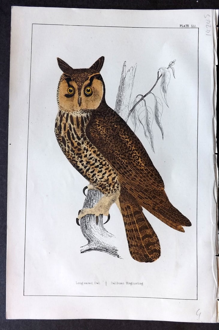 Goldsmith C1850 Hand Col Bird Print. Long Eared Owl 41 (1 of 1)
