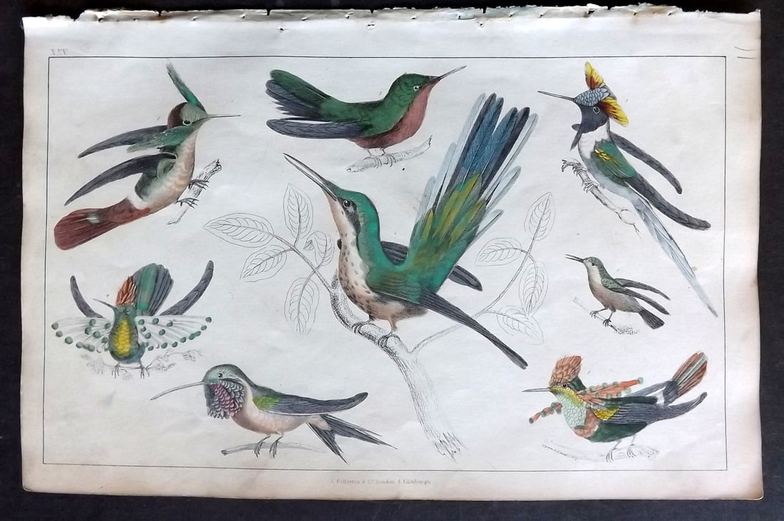 Goldsmith 1847 Hand Col Bird Print. Hummingbirds 25: Hand Colored Etching/Engraving Published 1847 by A. Fullarton & Co., London for "A History of the Earth and Animated Nature" by Oliver Goldsmith. Paper Size: 10 x 6 inch (25 x 16cm) Very minor toning,