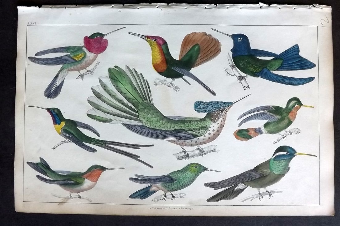 Goldsmith 1847 Hand Col Bird Print. Hummingbirds 26: Hand Colored Etching/Engraving Published 1847 by A. Fullarton & Co., London for "A History of the Earth and Animated Nature" by Oliver Goldsmith. Paper Size: 10 x 6 inch (25 x 16cm) Very minor toning,