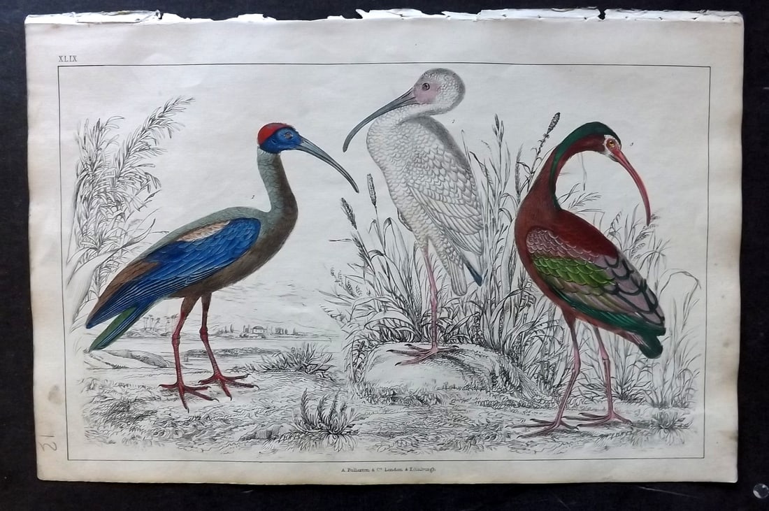 Goldsmith 1847 Hand Col Bird Print. Ibis 49 (1 of 1)
