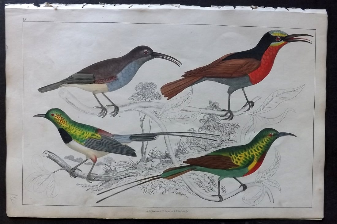 Goldsmith 1847 Hand Col Bird Print. Soui-Manga - Black Breasted, Shining, Red, Fig Eating (1 of 1)