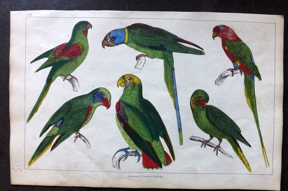 Goldsmith 1847 Hand Col Bird Print. Parakeets 61: Hand Colored Etching/Engraving Published 1847 by A. Fullarton & Co., London for "A History of the Earth and Animated Nature" by Oliver Goldsmith. Paper Size: 10 x 6 inch (25 x 16cm) Very minor toning,