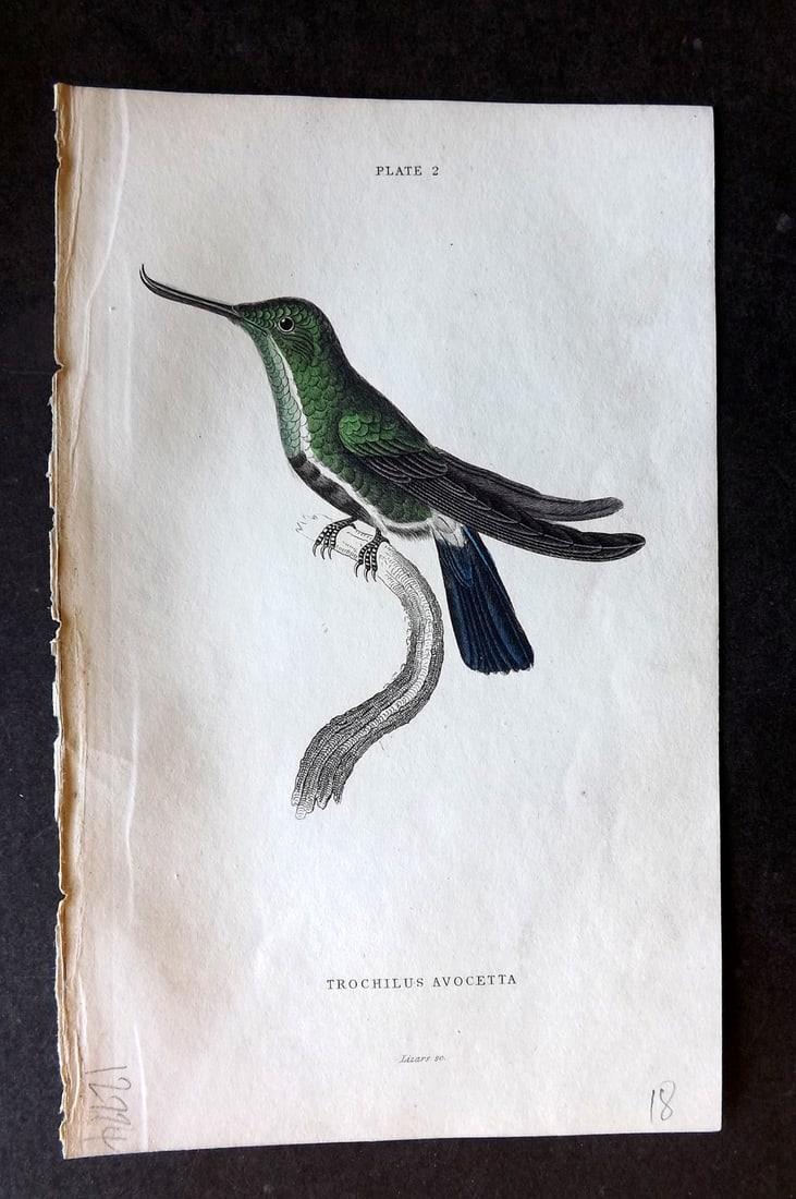 Jardine, William 1834 Hand Col Bird Print. Avoset-billed Hummingbird 02: Hand Colored Steel Engraving/Etching Published 1833-43 by W.H.Lizars, Edinburgh for "The Naturalist's Library" by Sir William Jardine. Paper Size: 6.5 x 4.25 inch (16.5 x 11cm) Good Condition