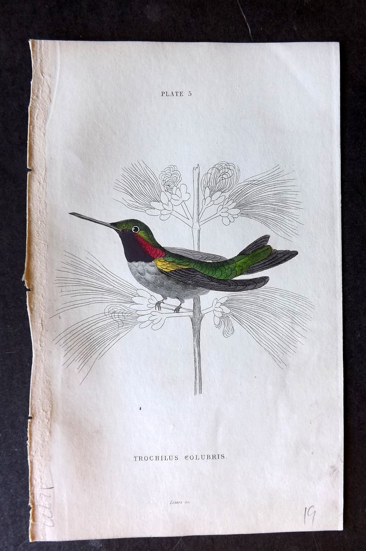 Jardine, William 1834 Hand Col Bird Print. Northern Hummingbird 05 (1 of 1)