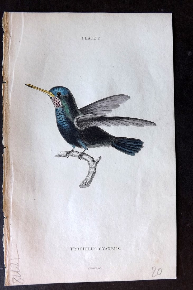 Jardine, William 1834 Hand Col Bird Print. Blue Green Hummingbird 07: Hand Colored Steel Engraving/Etching Published 1833-43 by W.H.Lizars, Edinburgh for "The Naturalist's Library" by Sir William Jardine. Paper Size: 6.5 x 4.25 inch (16.5 x 11cm) Good Condition