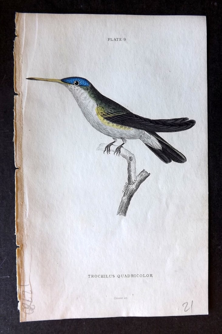 Jardine, William 1834 Hand Col Bird Print. Azure Crowned Hummingbird 09: Hand Colored Steel Engraving/Etching Published 1833-43 by W.H.Lizars, Edinburgh for "The Naturalist's Library" by Sir William Jardine. Paper Size: 6.5 x 4.25 inch (16.5 x 11cm) Good Condition