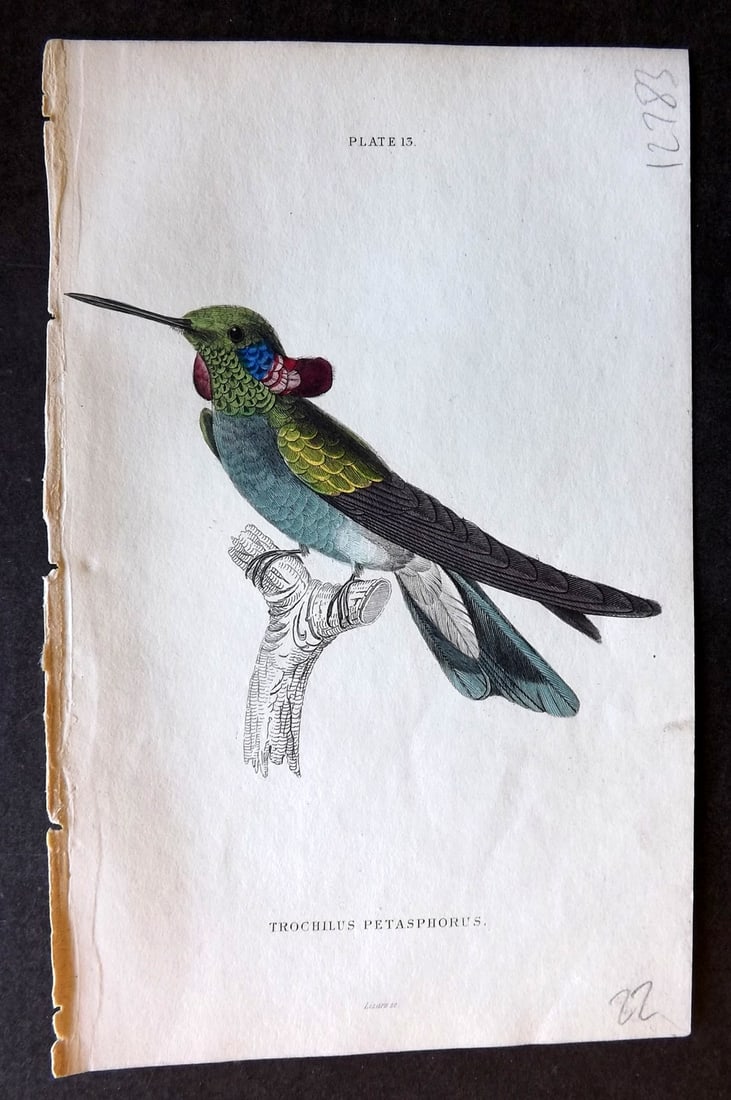 Jardine, William 1834 Hand Col Bird Print. Violet Tufted Hummingbird 13: Hand Colored Steel Engraving/Etching Published 1833-43 by W.H.Lizars, Edinburgh for "The Naturalist's Library" by Sir William Jardine. Paper Size: 6.5 x 4.25 inch (16.5 x 11cm) Good Condition