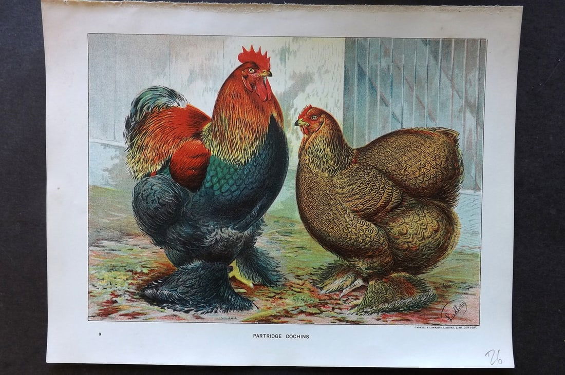 Ludlow, J. W. C1910 Antique Poultry Print. Partridge Cochins (1 of 1)