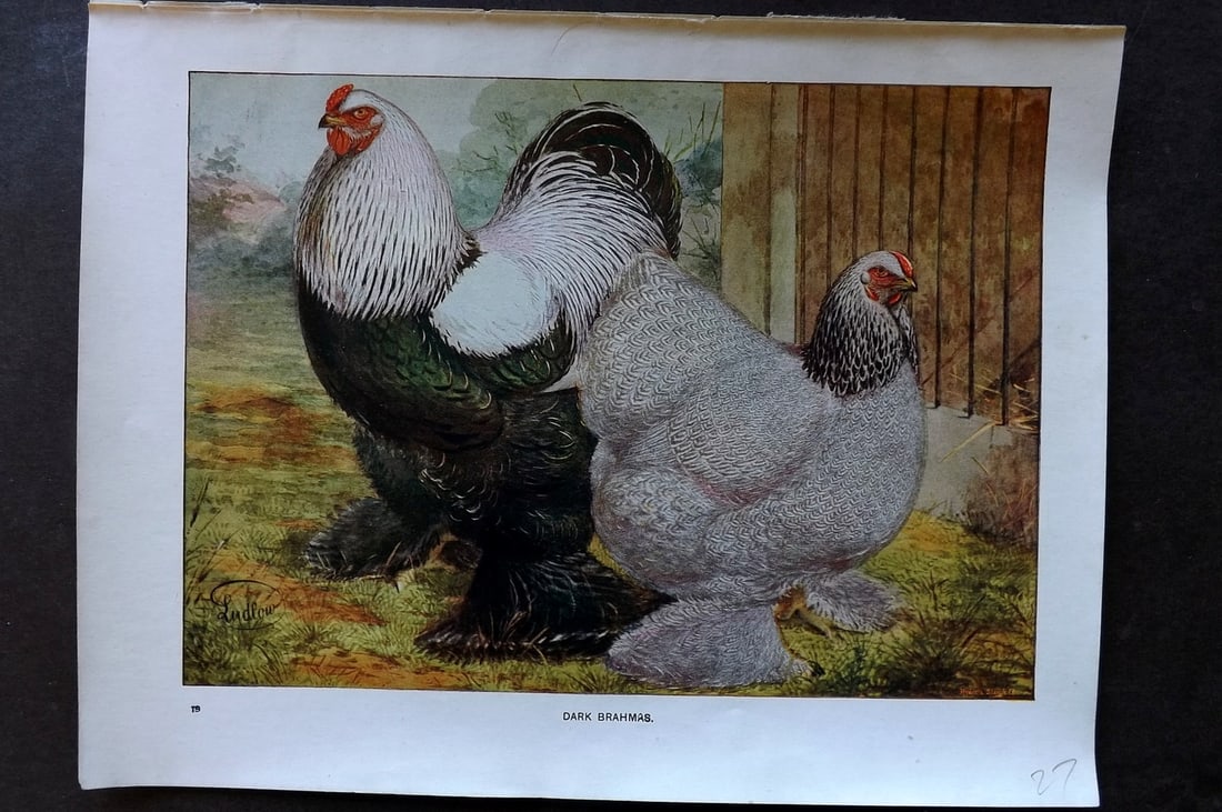 Ludlow, J. W. C1910 Antique Poultry Print. Dark Brahmas (1 of 1)