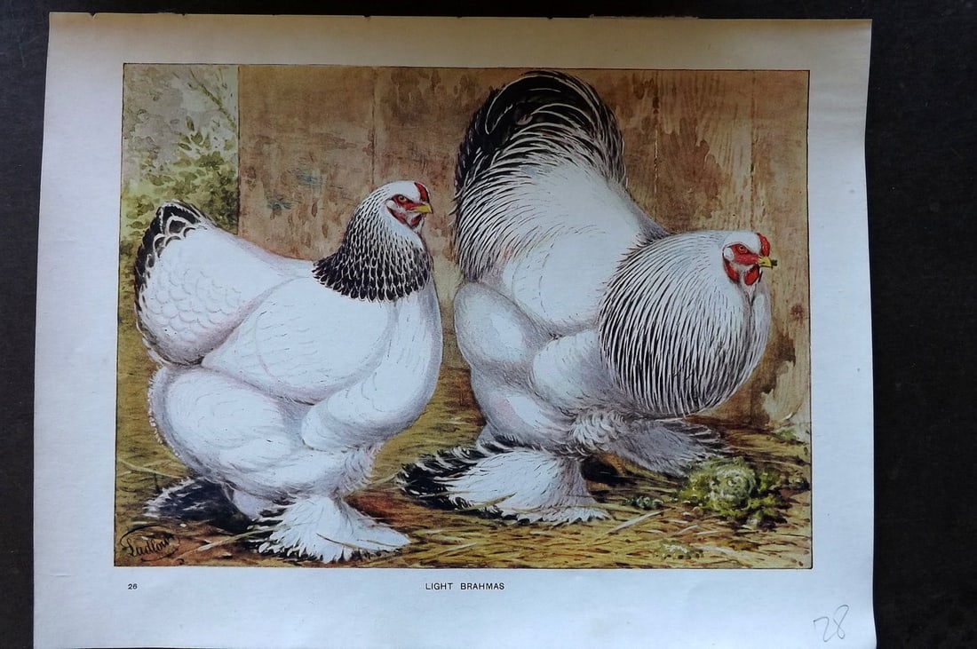 Ludlow, J. W. C1910 Antique Poultry Print. Light Brahmas (1 of 1)