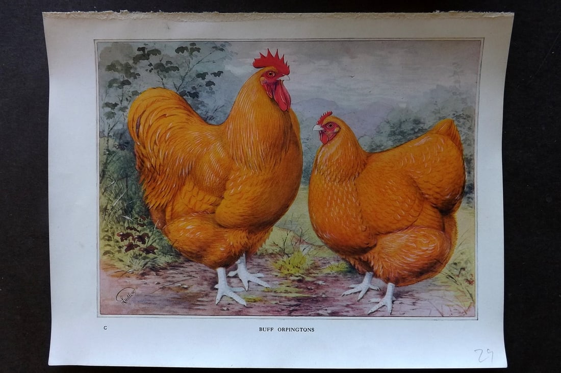 Ludlow, J. W. C1910 Antique Poultry Print. Buff Orpingtons (1 of 1)