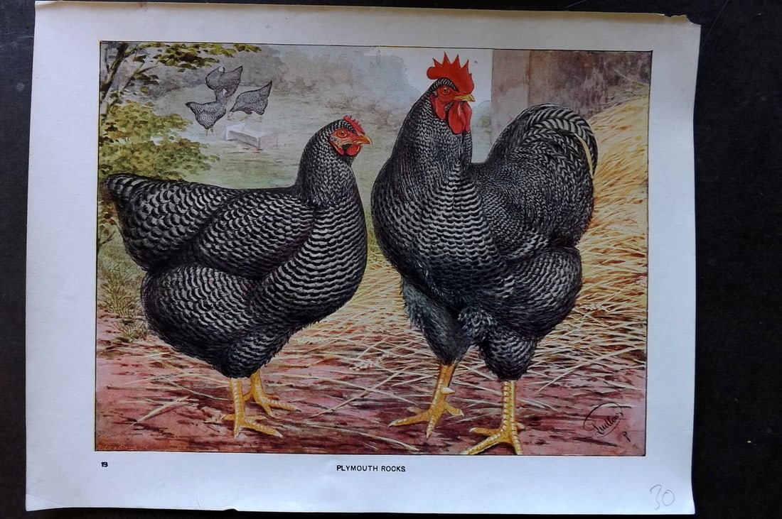 Ludlow, J. W. C1910 Antique Poultry Print. Plymouth Rocks (1 of 1)