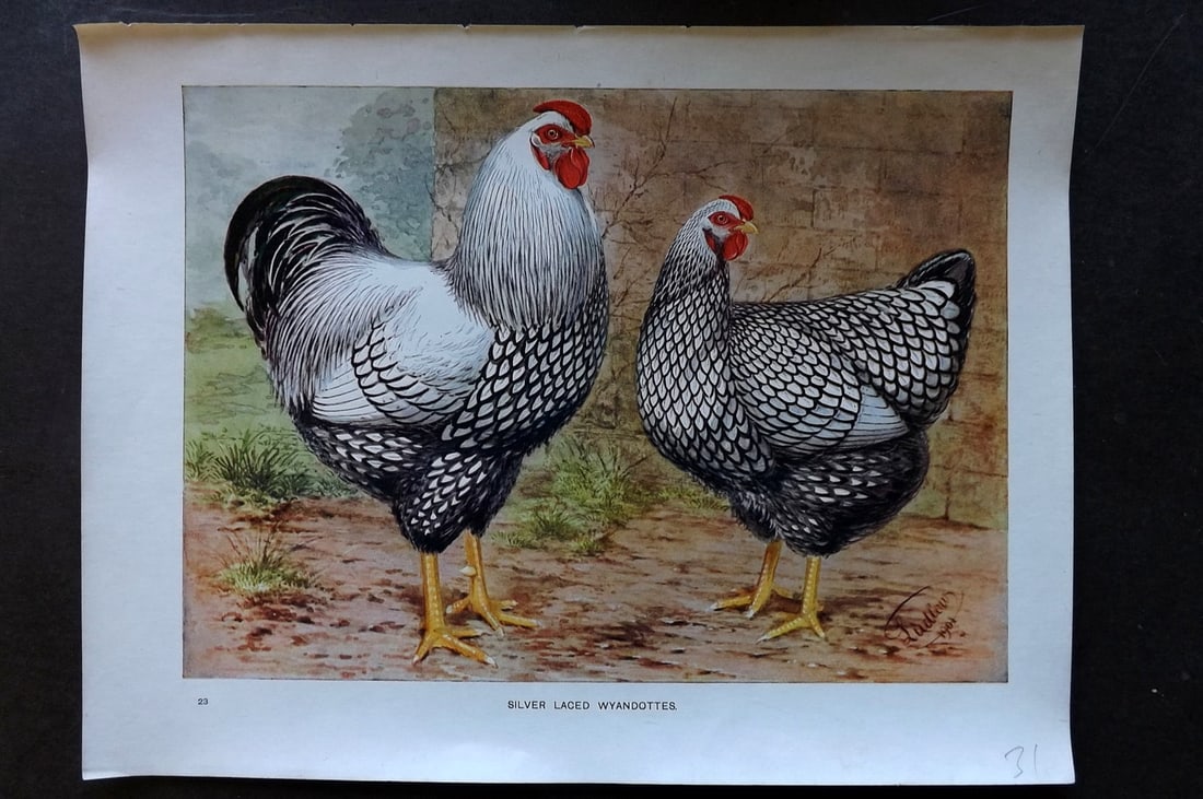Ludlow, J. W. C1910 Antique Poultry Print. Silver Laced Wyandottes (1 of 1)