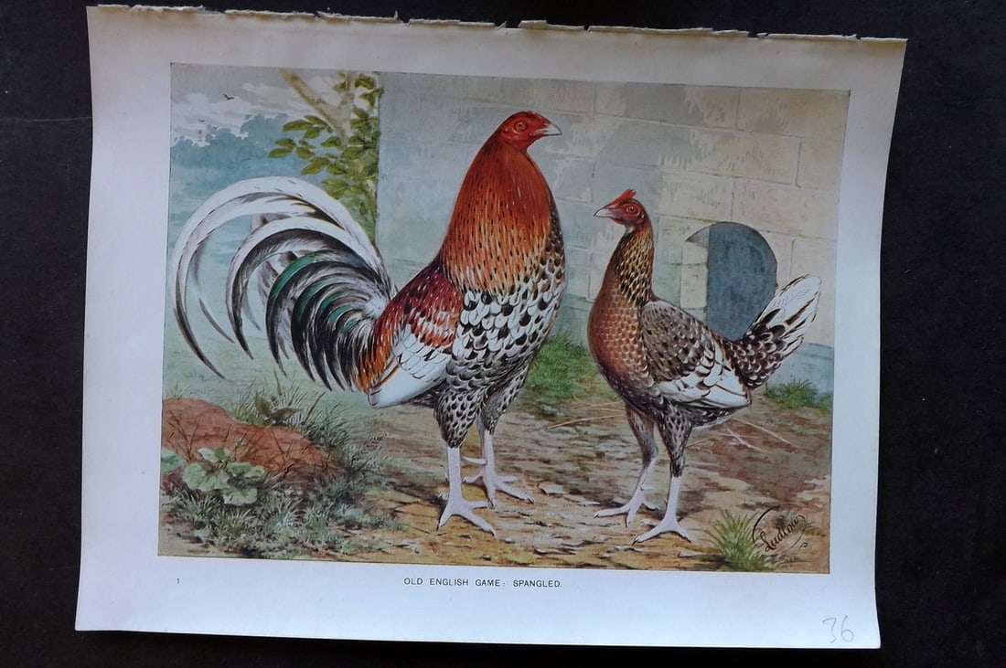 Ludlow, J. W. C1910 Antique Poultry Print. Old English Game: Spangled (1 of 1)