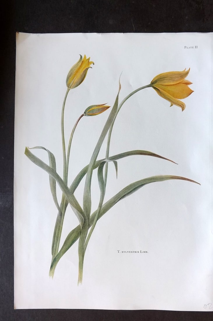 Dykes, William 1930 Folio Botanical Print. Tulip Sylvestris 02 (1 of 1)