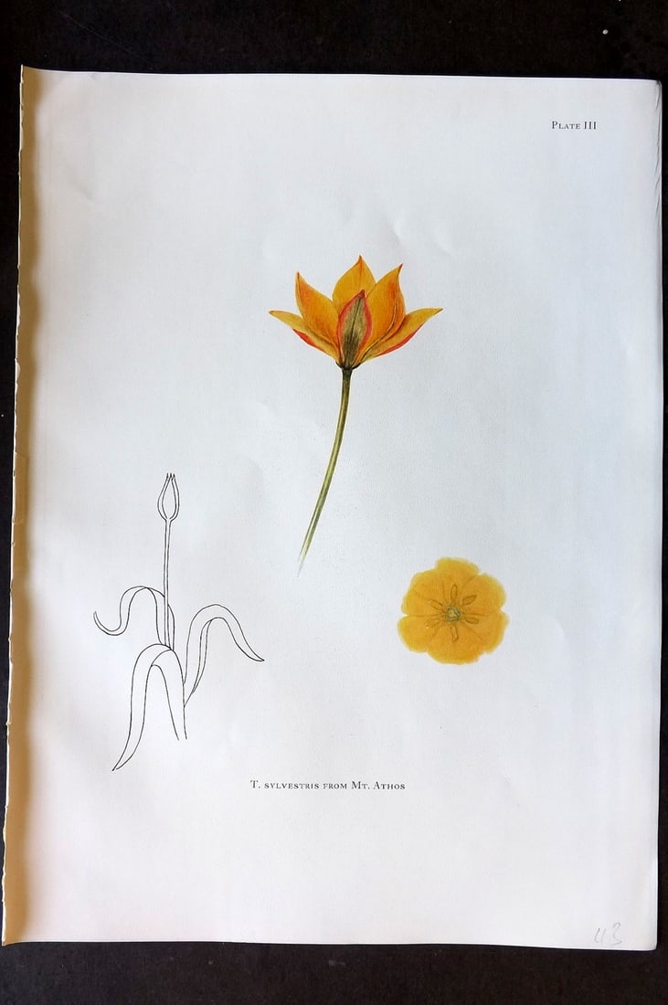 Dykes, William 1930 Folio Botanical Print. Tulip Sylvestris from Mt. Athos 03: Folio Lithograph Published 1930 by Herbert Jenkins, London for "Notes on the Tulip Species" by William R. Dykes. Edited and Illustrated by Katherine Dykes. Paper Size: 15 x 11 inch (38 x 28cm) Good Co