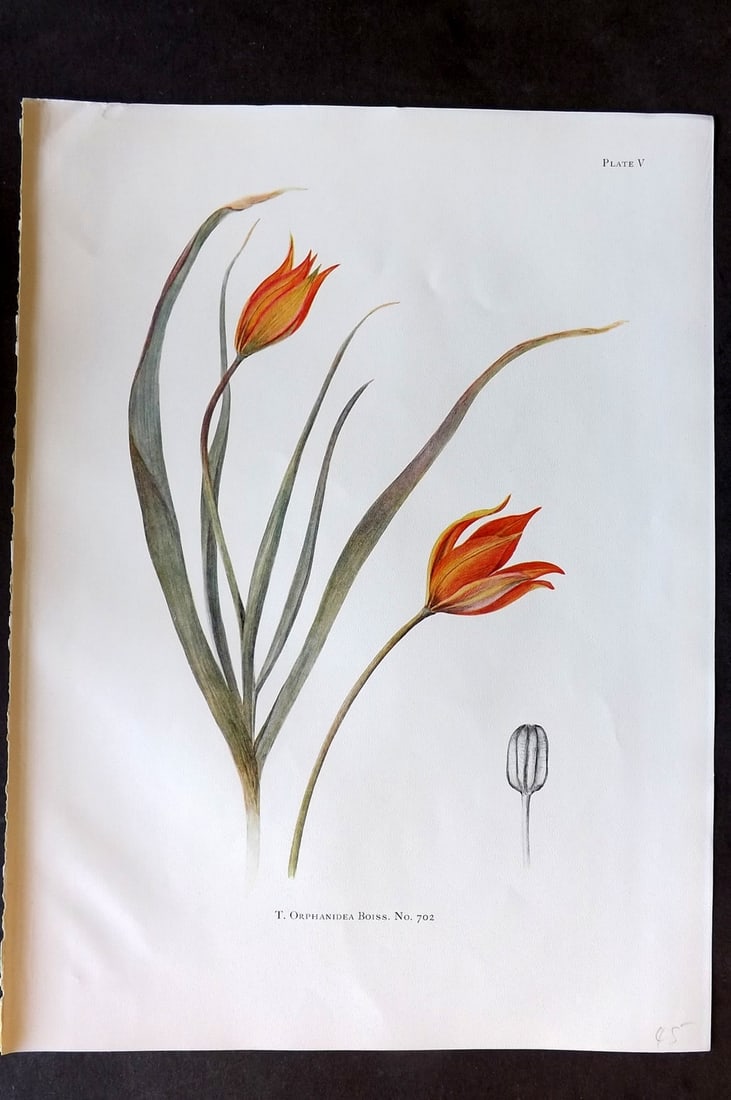 Dykes, William 1930 Folio Botanical Print. Tulip Orphanidea 05 (1 of 1)