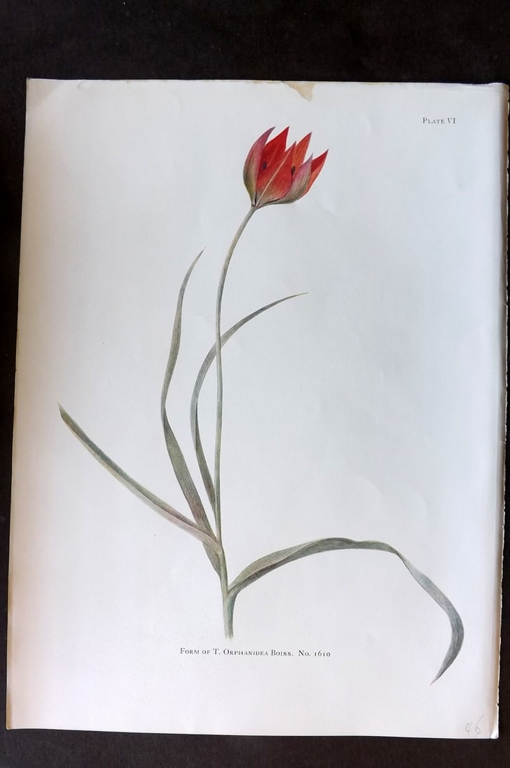 Dykes, William 1930 Folio Botanical Print. Tulip Orphanidea 06 (1 of 1)
