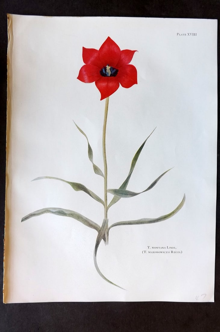 Dykes, William 1930 Folio Botanical Print. Tulip Montana 18: Folio Lithograph Published 1930 by Herbert Jenkins, London for "Notes on the Tulip Species" by William R. Dykes. Edited and Illustrated by Katherine Dykes. Paper Size: 15 x 11 inch (38 x 28cm) Good Co