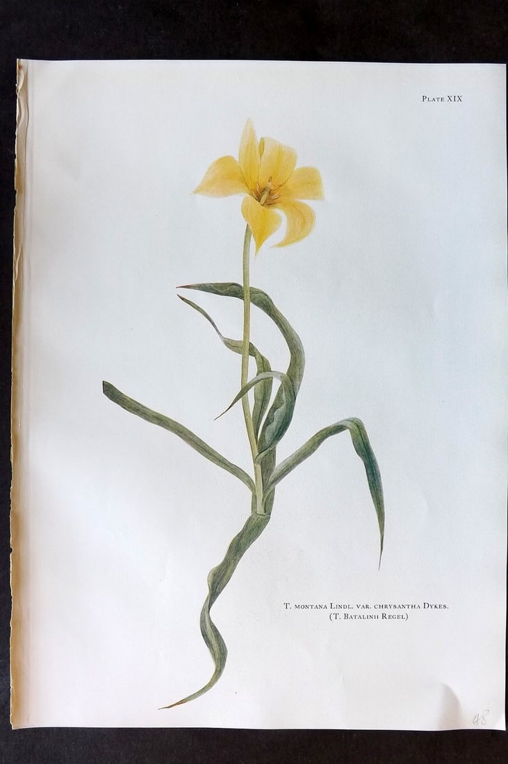 Dykes, William 1930 Folio Botanical Print. Tulip Montana 19 (1 of 1)