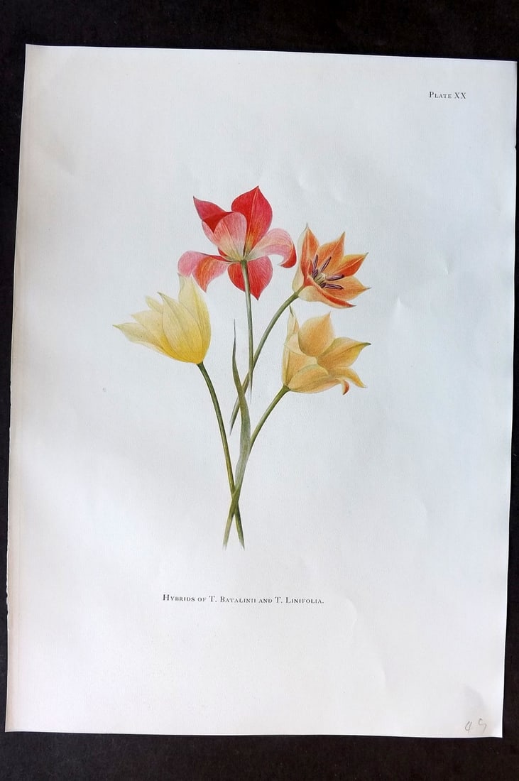 Dykes, William 1930 Folio Botanical Print. Tulip Hybrids of Batalinii and Linifolia 20: Folio Lithograph Published 1930 by Herbert Jenkins, London for "Notes on the Tulip Species" by William R. Dykes. Edited and Illustrated by Katherine Dykes. Paper Size: 15 x 11 inch (38 x 28cm) Good Co