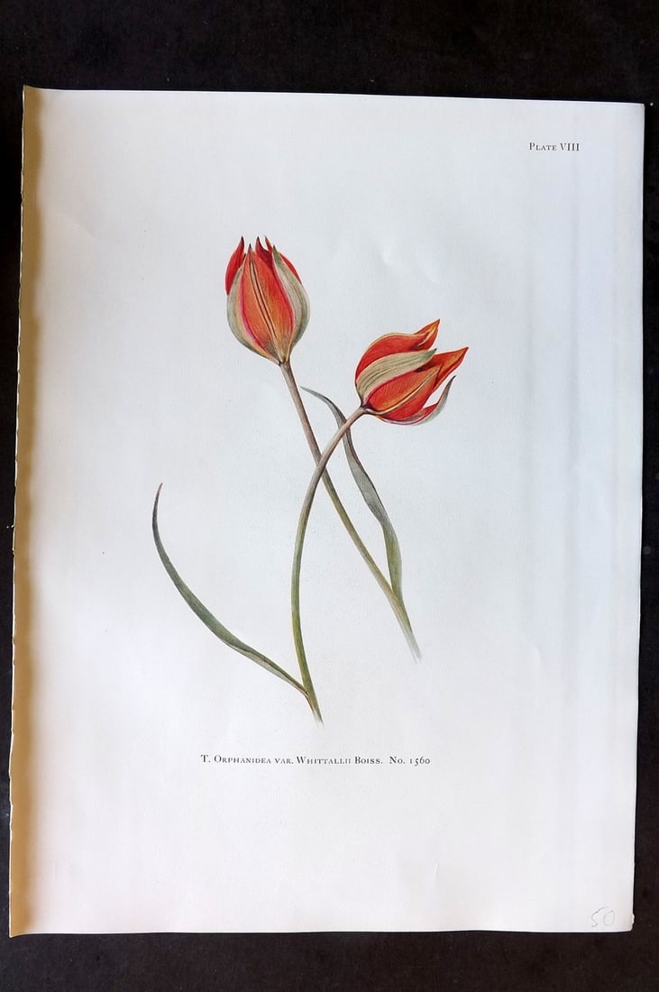 Dykes, William 1930 Folio Botanical Print. Tulip Orphanidea 08 (1 of 1)