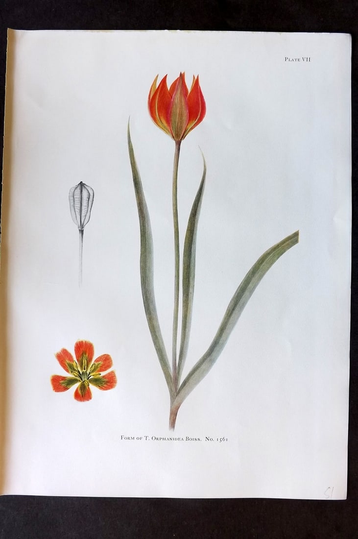 Dykes, William 1930 Folio Botanical Print. Tulip Orphanidea Boiss 07: Folio Lithograph Published 1930 by Herbert Jenkins, London for "Notes on the Tulip Species" by William R. Dykes. Edited and Illustrated by Katherine Dykes. Paper Size: 15 x 11 inch (38 x 28cm) Good Co