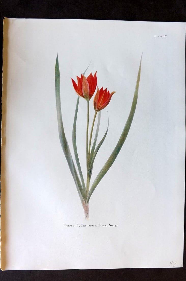 Dykes, William 1930 Folio Botanical Print. Tulip Orphanidea Boiss 09 (1 of 1)