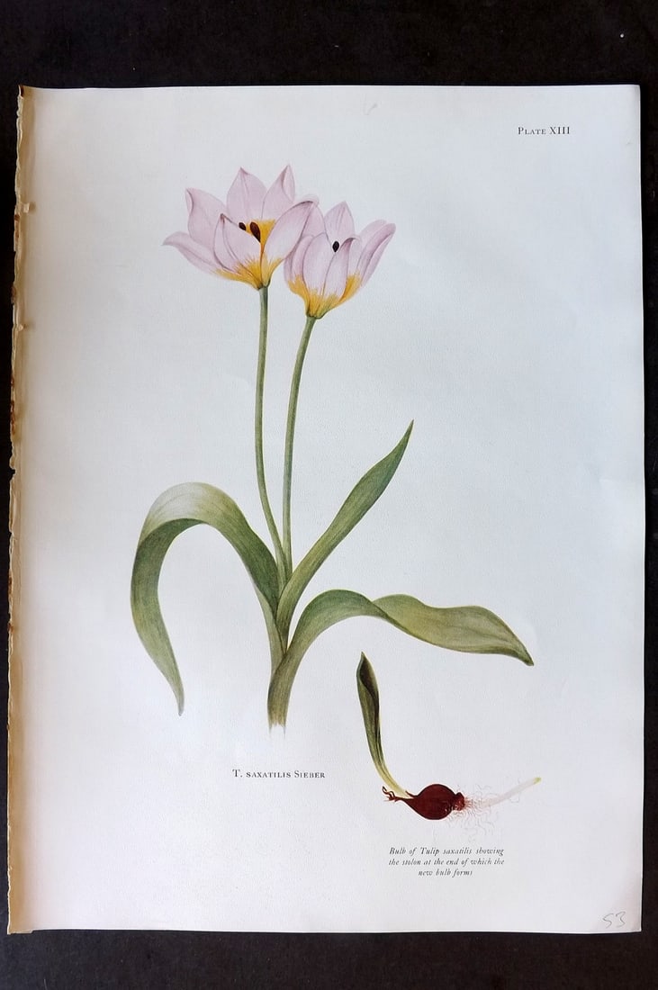 Dykes, William 1930 Folio Botanical Print. Tulip Saxatilis Sieber 13 (1 of 1)