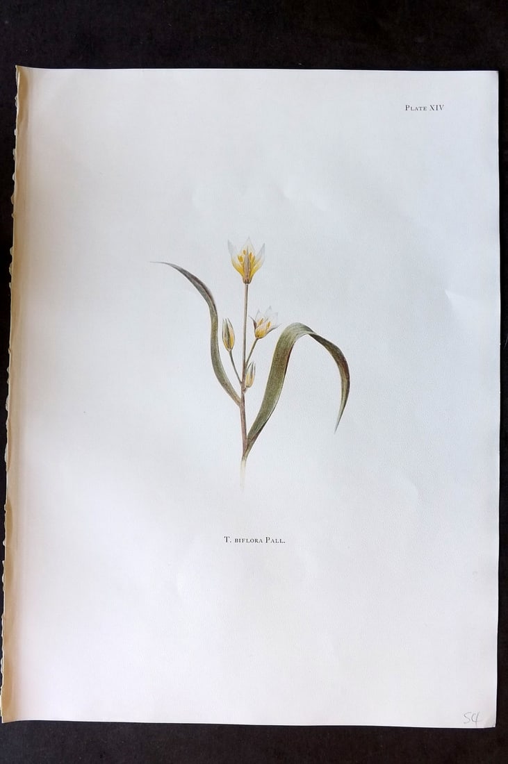 Dykes, William 1930 Folio Botanical Print. Tulip Biflora 14: Folio Lithograph Published 1930 by Herbert Jenkins, London for "Notes on the Tulip Species" by William R. Dykes. Edited and Illustrated by Katherine Dykes. Paper Size: 15 x 11 inch (38 x 28cm) Good Co