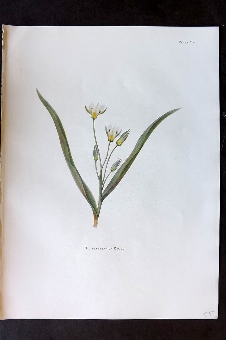 Dykes, William 1930 Folio Botanical Print. Tulip Turkestanica Regel 15: Folio Lithograph Published 1930 by Herbert Jenkins, London for "Notes on the Tulip Species" by William R. Dykes. Edited and Illustrated by Katherine Dykes. Paper Size: 15 x 11 inch (38 x 28cm) Good Co