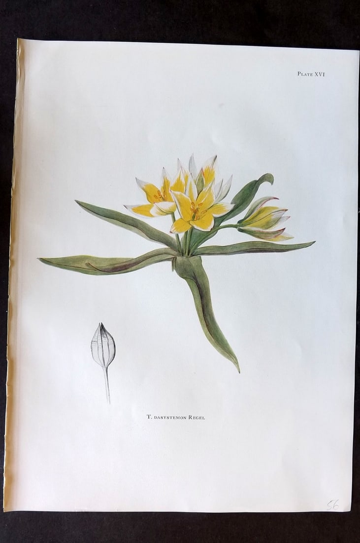 Dykes, William 1930 Folio Botanical Print. Tulip Dasystemon 16: Folio Lithograph Published 1930 by Herbert Jenkins, London for "Notes on the Tulip Species" by William R. Dykes. Edited and Illustrated by Katherine Dykes. Paper Size: 15 x 11 inch (38 x 28cm) Good Co