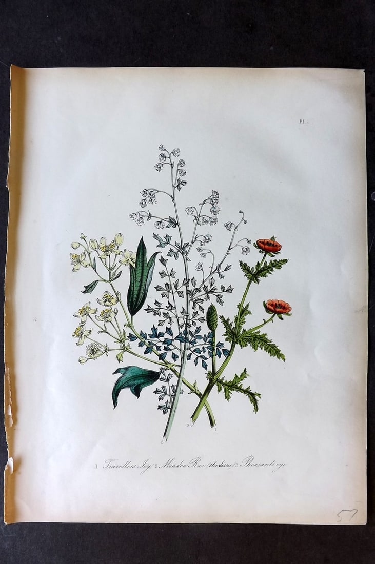 Loudon 1849 Botanical Print. Traveller's Joy, Meadow Rue, Pheasants Eye 02 (1 of 1)