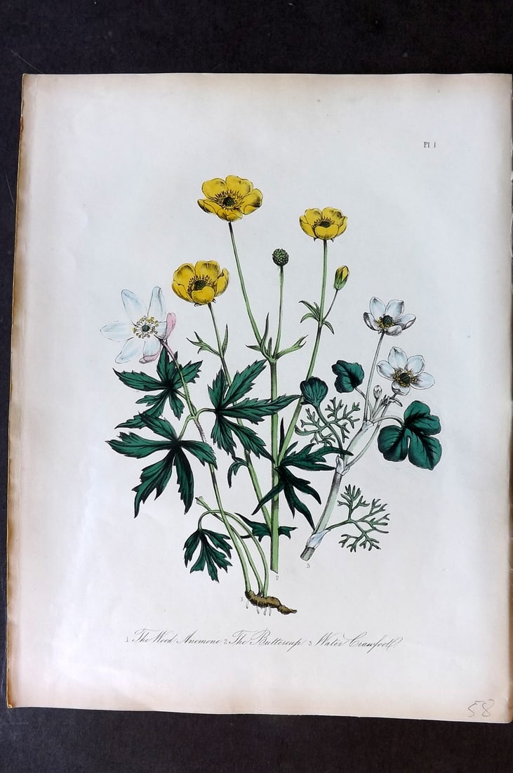 Loudon 1849 Botanical Print. Wood Anemone, Buttercup, Water Crowfoot 01 (1 of 1)