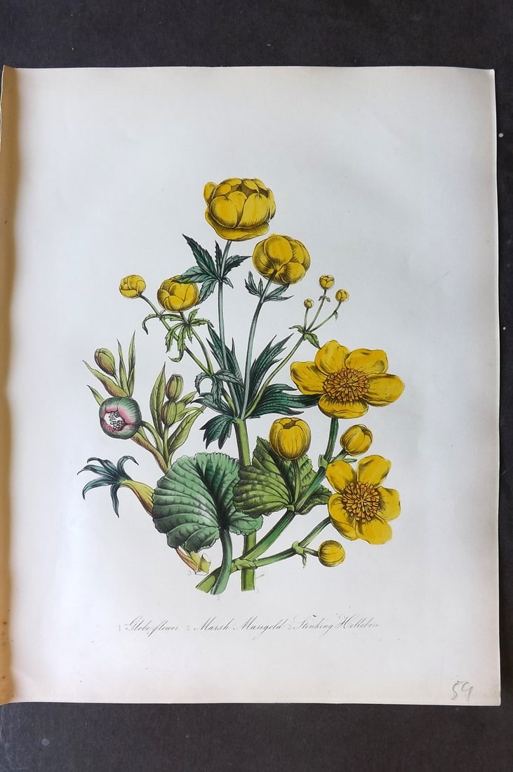 Loudon 1849 Botanical Print. Globe Flower, Marsh Marigold, Stinking Hellebore 03 (1 of 1)