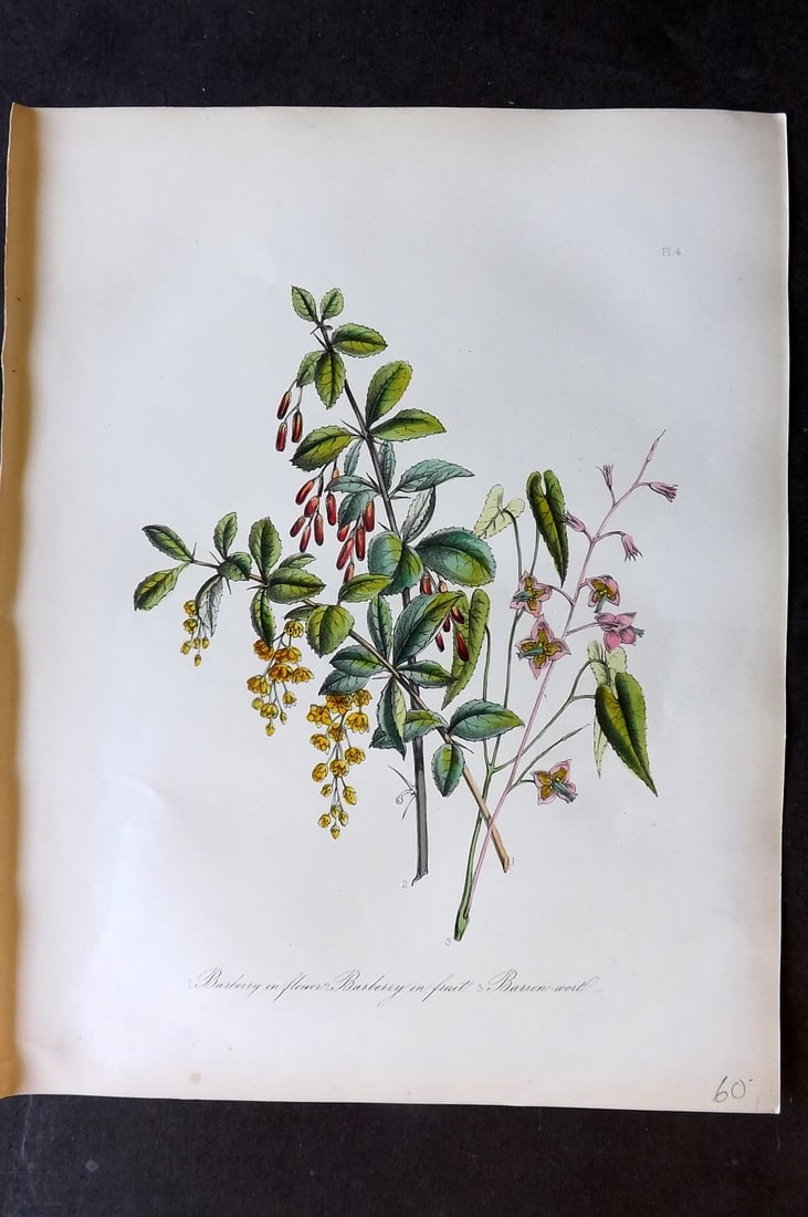 Loudon 1849 Botanical Print. Berberry in Flower & Fruit, Barren Wort 04 (1 of 1)