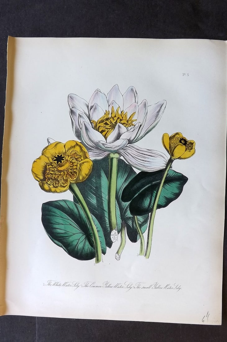 Loudon 1849 Botanical Print. White Water & Yellow Water Lily 05 (1 of 1)