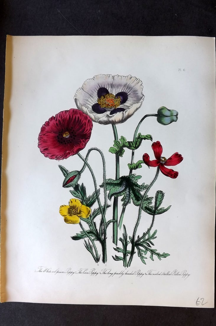 Loudon 1849 Botanical Print. White Opium, Corn, Prickly, Yellow Poppy 06 (1 of 1)