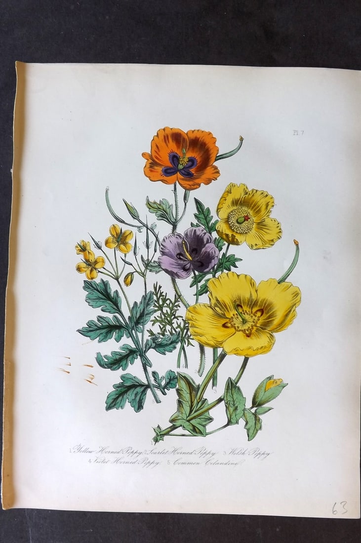 Loudon 1849 Botanical Print. Yellow & Scarlet Horned, Welsh, Violet Poppy 07 (1 of 1)