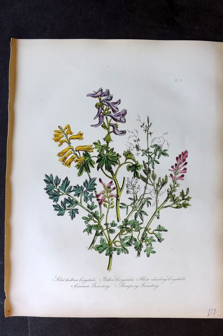 Loudon 1849 Botanical Print. Coydalis & Fumitory 08: Hand Colored Lithograph Published 1855, London for "British Wild Flowers" Second Edition by Mrs Jane Loudon. Paper Size: 11.5 x 9 inch (29 x 23cm) Good Condition